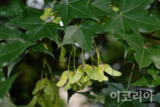 고로쇠나무 잎과 열매. 사진=국립산림과학원 제공