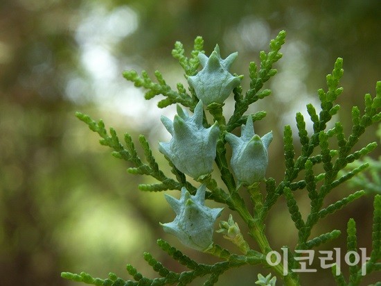 도깨비모양의 측백나무 열매.사진=국립산림과학원 제공
