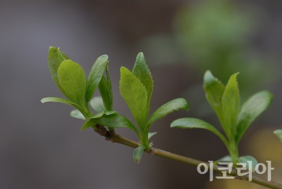 개나리 새잎.사진=국립산림과학원 제공