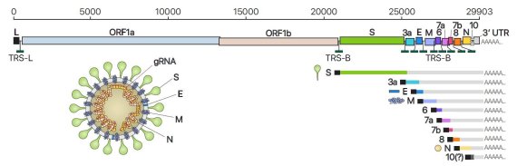 사스코로나바이러스-2의 유전체 RNA 및 하위유전체 RNA 구성, 바이러스 입자 구조의 모식도. 사진=IBS 제공
