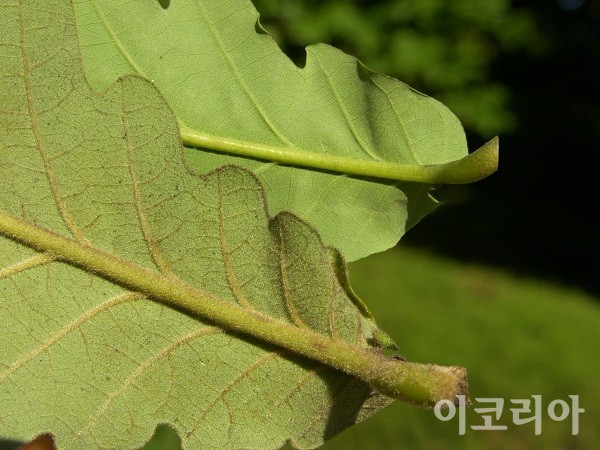 신갈나무(위), 떡갈나무(아래) 잎. 사진=국립산림과학원 제공