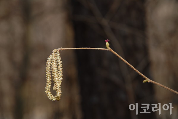 개암나무 수꽃(왼쪽)과 암꽃(중앙).사진=국립산림과학원 제공