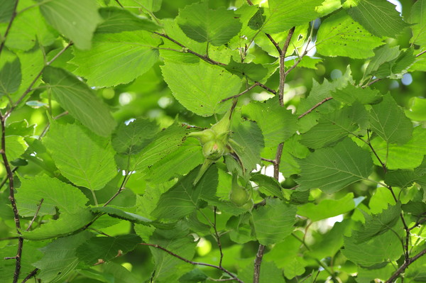 물개암나무 잎과 열매.사진=국립산림과학원 제공