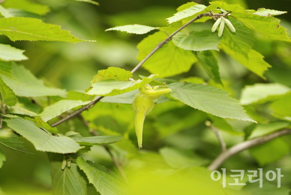 참개암나무 잎과 열매.사진=국립산림과학원 제공