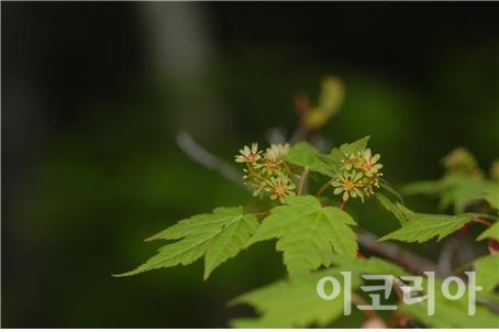 시닥나무 꽃.사진=국립산림과학원 제공