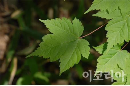 청시닥나무 잎.사진=국립산림과학원 제공