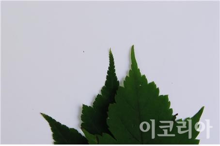 시닥나무 잎(좌)과 청시닥나무 잎(우) 비교.사진=국립산림과학원 제공