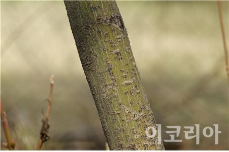 청시닥나무 나무껍질.사진=국립산림과학원 제공