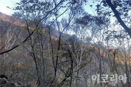 거제수나무 군락.사진=국립산림과학원 제공