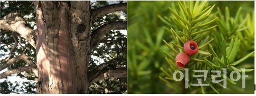 주목나무껍질(왼쪽), 주목열매(오른쪽).사진=국립산림과학원 제공