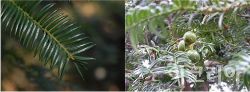 비자나무 잎(왼쪽), 비자나무 열매(오른쪽).사진=국립산림과학원 제공