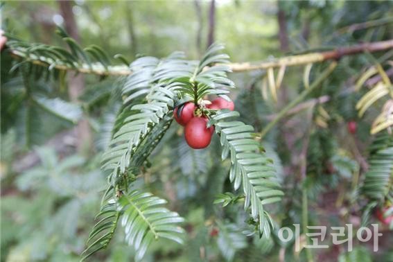 개비자나무 열매.사진=국립산림과학원 제공