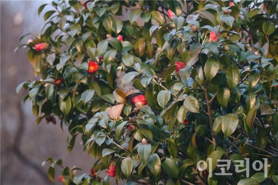 동백나무 꽃가루받이를 하는 새(직박구리).사진=국립산림과학원 제공