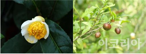차나무 꽃(왼쪽), 차나무 열매(오른쪽).사진=국립산림과학원 제공