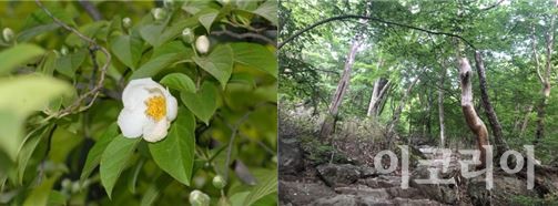 노각나무 꽃(왼쪽), 숲속의 노각나무(오른쪽).사진=국립산림과학원 제공