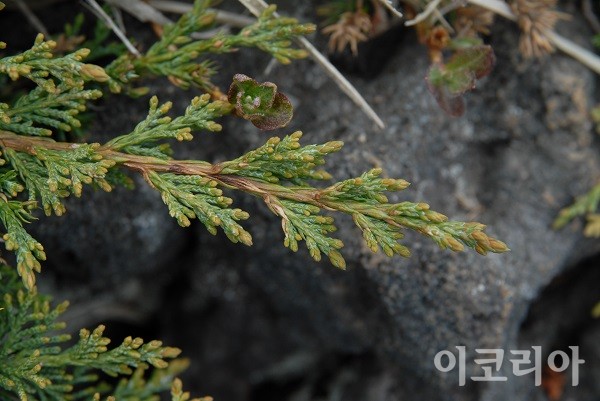 한라산 눈향남의 잎.사진=국립산림과학원 제공