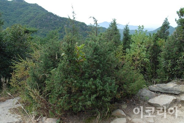 관악산 능선 지역의 노간주나무 군락.사진=국립산림과학원 제공
