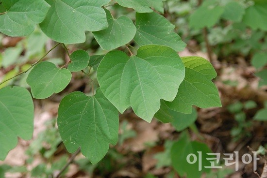 생강나무 잎.사진=국립산림과학원 제공