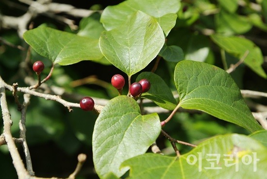 생강나무 열매(미성숙).사진=국립산림과학원 제공