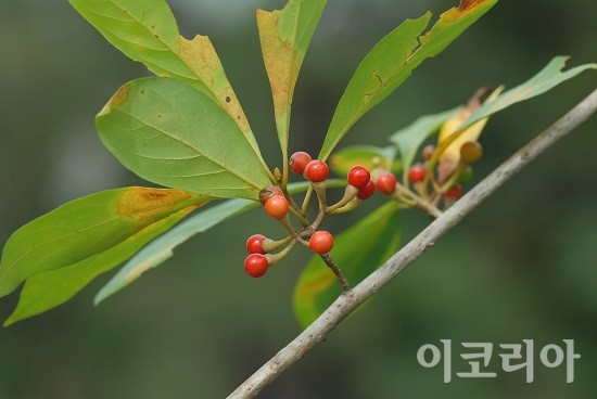 비목나무 열매.사진=국립산림과학원 제공