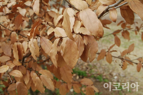 감태나무의 겨울철 모습.사진=국립산림과학원 제공