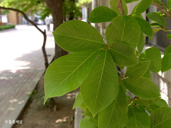 목련의 잎(잎끝이 점점 뾰족해짐). 사진=국립산림과학원 제공