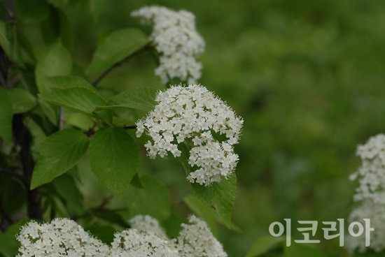 덜꿩나무 꽃.사진=국립산림과학원 제공