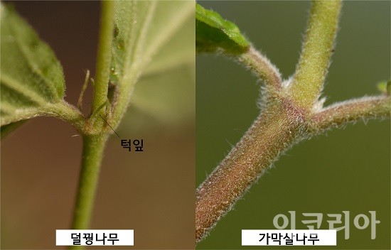 덜꿩나무와 가막살나무 턱잎 비교.사진=국립산림과학원 제공