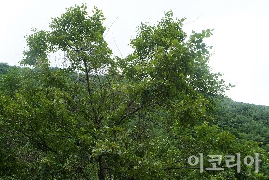 가리왕산의 피나무.사진=국립산림과학원 제공