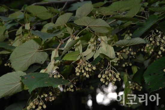 찰피나무 잎과 미성숙 열매. 사진=국립산림과학원 제공