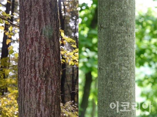 나무껍질 형태 피나무(좌)와 찰피나무(우). 사진=국립산림과학원 제공