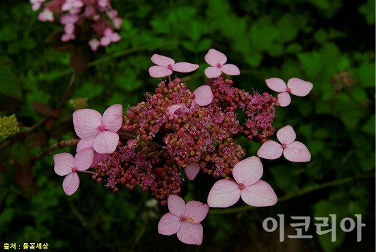 산수국 꽃(자주색). 사진=국립산림과학원 제공