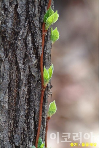 등수국 줄기와 어린 잎. 사진=국립산림과학원 제공