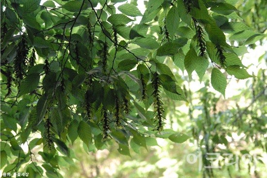 서어나무 잎과 열매. 사진=국립산림과학원 제공