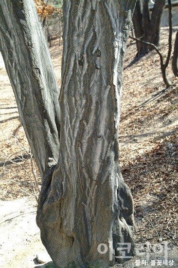 서어나무의 근육질의 나무기둥. 사진=국립산림과학원 제공