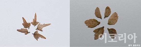 서어나무 열매조각(왼쪽) 및 개서어나무 열매조각(오른쪽) 비교. 사진=국립산림과학원 제공