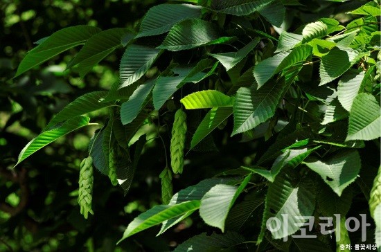 까치박달 잎과 열매.사진=국립산림과학원 제공