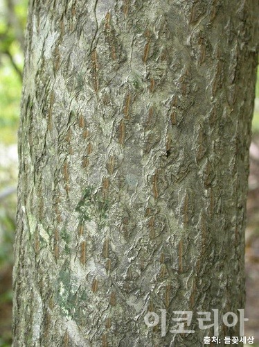 까치박달 나무껍질.사진=국립산림과학원 제공
