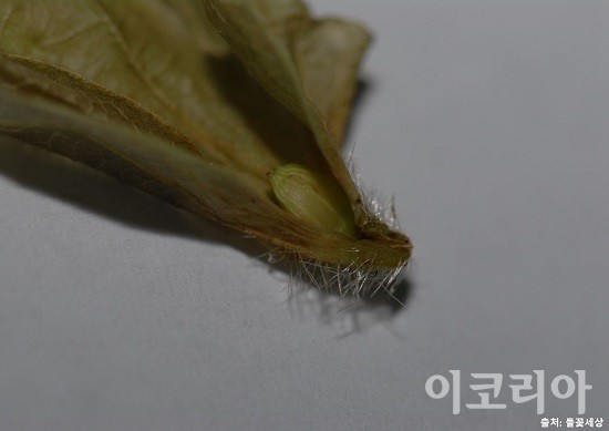 까치박달 열매조각 밑부분에 있는 가시모양의 털. 사진=국립산림과학원 제공
