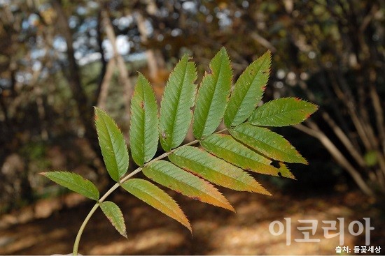 깃털모양의 마가목 잎.사진=국립산림과학원 제공