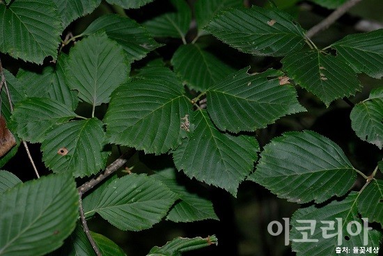 팥배나무의 잎, 사진=국립산림과학원 제공