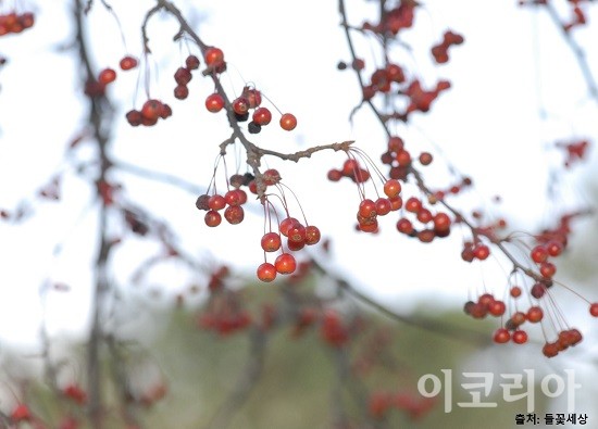 아그배나무 열매.출처=들꽃세상. 사진=국립산림과학원 제공