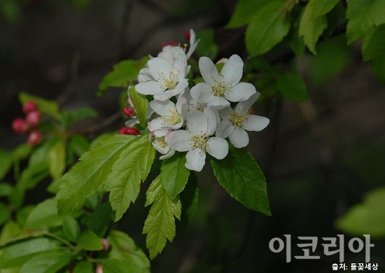 아그배나무 꽃. 출처=들꽃세상. 사진=국립산림과학원 제공.