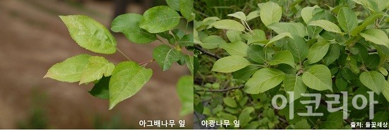 아그배나무와 야광나무 잎비교. 사진=국립산림과학원 제공