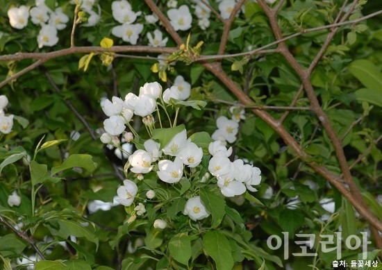 새하얀 야광나무 꽃. 사진=국립산림과학원 제공
