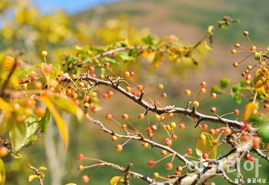 야광나무 열매. 사진=국립산림과학원 제공