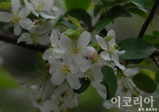사과나무 꽃. 사진=국립산림과학원 제공