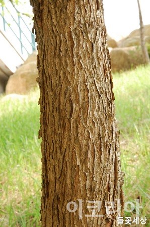 복자기의 나무껍질.사진=국립산림과학원 제공(들꽃세상)