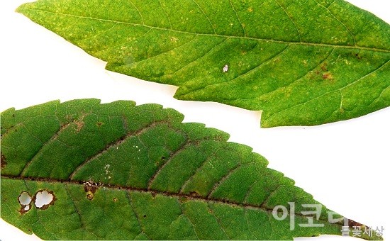 복자기(위)와 복장나무(아래) 잎 비교.사진=국립산림과학원 제공