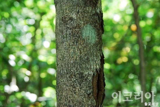 복장나무의 나무껍질.사진=국립산림과학원 제공(들꽃세상)